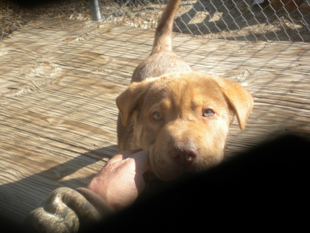 Lighthouse Puppies Puppy for sale in Palm Springs, Palm Desert
