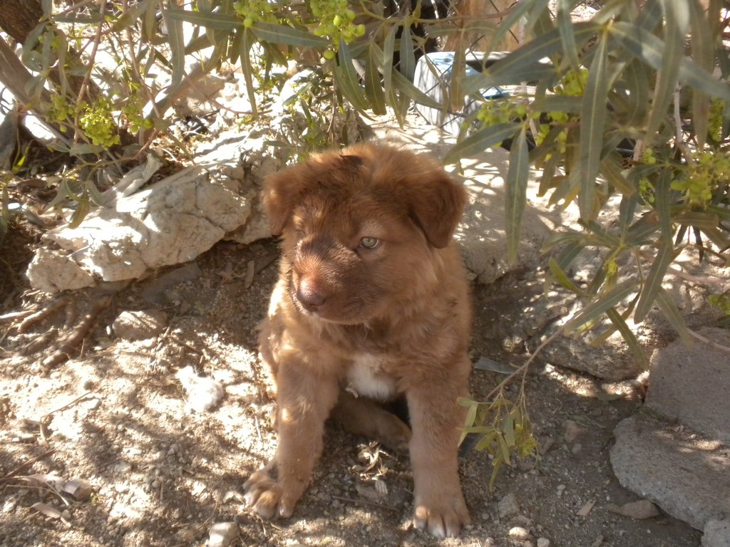 Lighthouse Puppies Puppy for sale in Palm Springs, Palm Desert